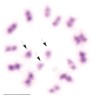 Invertovanou meiózu lze  u štěnice dobře pozorovat zejména v metafázi druhého meiotického dělení samců. Jednochromatidové pohlavní chromozomy (označeno) jsou obklopeny 13 páry dvouchromatidových autozomů. Samčí figury na snímcích se liší systémem pohlavních chromozomů. Na obrázku 2n = 29, X1X2Y. Měřítko 5 μm. Foto D. Sadílek
