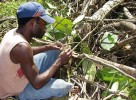 Metody výzkumu stromových mravenců na Nové Guineji. Odebírání vzorku z hnízda. Foto z archivu New Guinea Binatang Research Center