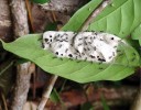 Kartonové hnízdo rodu Polyrhachis na listě. Foto z archivu New Guinea Binatang Research Center