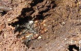 Hnízdo mravence rodu Monomorium v hlíze epifytické rostliny rodu Diacamma na stromě  v substrátu pod kořeny epifytů. Foto z archivu New Guinea Binatang Research Center
