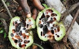 Hnízdo mravence rodu Monomorium v hlíze epifytické rostliny rodu Myrmeco­dia a na stromě v substrátu pod kořeny epifytů. Foto z archivu New Guinea Binatang Research Center