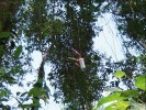 Experimentální návnada je vynášena do koruny  stromu pomocí trubkovité konstrukce na laně. Foto z archivu New Guinea Binatang Research Center