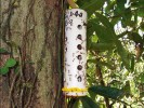 Experimentální návnada navštívená mravenci. Foto z archivu New Guinea Binatang Research Center