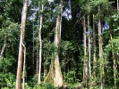 Primární nížinný les, Wanang, Papua-Nová Guinea.  Foto P. Klimeš