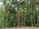 Sekundární nížinný les, Wanang, Papua-Nová Guinea. Foto P. Klimeš