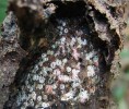 Velká biomasa druhu Crematogaster polita v korunách je podporována chovem symbiotických červců (Coccoidea) v hnízdech pro získávání medovice. Foto z archivu New Guinea Binatang Research Center