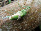 Dělnice tzv. šíleného žlutého  mravence Anoplolepis gracilipes, který patří k nejinvaznějším druhům hmyzu  na světě, nesou ulovenou kobylku  do svého hnízda. Tento mravenec je  typickým druhem zavlečeným do sekundárních tropických lesů. Foto P. Klimeš