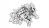 Struktura enzymu ribonukleázy (v databázi PDB registrován pod zkratkou 5rsa), který použil Christian B. Anfinsen při studiu denaturace a renaturace proteinu. Žlutě disulfidické můstky, které pomáhají udržovat nativní 3D konformaci. Vizualizováno programem PyMol. Orig. M. Novotný