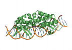 Predikce komplexu proteinu s nukleo vou kyselinou a ionty kovů. Nové verze experimentálních nástrojů dovedou predikovat i komplexy proteinů – na obr. komplex meganukleázy s DNA, vápenatým iontem (zeleně) a sodíkovým iontem (fialově). Predikce z AlphaFold serveru vizualizována programem PyMol. Orig. M. Novotný