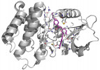 Struktura proteinu Abl kinázy (Protein Data Bank – PDB kód 2hyy) v komplexu s lékem gleevec. Gleevec vyznačen fialově a aminokyseliny, které jsou s ním v kontaktu, zvýrazněny. Vizualizováno programem PyMol. Orig. M. Novotný