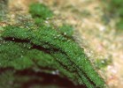 Provazovitý (filamentární) gametofyt vláskatce tajemného (Trichomanes speciosum) v přírodě. Foto L. Ekrt