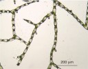  Detail provazcovitého (filamentárního) gametofytu vláskatce tajemného (Trichomanes speciosum). Foto L. Ekrt