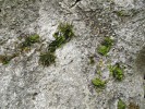 Sleziníkovité (Aspleniaceae) patří mezi čeledi s častým výskytem apomixie (nepohlavního rozmnožování kapradin pomocí výtrusů; blíže v textu).  Sleziník červený (Asplenium trichomanes), chráněná krajinná oblast Pálava. Foto J. Ptáček