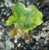 Zelený nadzemní gametofyt puchýřníku křehkého (Cystopteris fragilis). Foto J. Ptáček