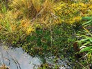 Šídlatka (Isoëtes) – jeden ze 7 heterosporických rodů kapradin, tedy s velkými samičími megasporami a malými samčími mikrosporami. Guamaní, Ekvádor. Foto J. Ptáček