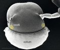 Porovnání hypogeické (tento obrázek) a epigeické (následující) mnohonožky rodu  Glyphiulus. U podzemního druhu jsou vidět vyhlazené hřebeny na krku  (collum) a redukce oček (ocelli).  Měřítko 400 μm. Upraveno podle:  W. Liu a kol. (2017)