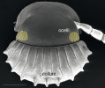 Porovnání hypogeické (předchozí obrázek) a epigeické (tento obrázek) mnohonožky rodu  Glyphiulus. U podzemního druhu jsou vidět vyhlazené hřebeny na krku  (collum) a redukce oček (ocelli).  Měřítko 400 μm. Upraveno podle:  W. Liu a kol. (2017)