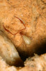 Porovnání morfologie epigeického (předchozí obrázek) a hypogeického (tento obrázek) štírka rodu Neobisium. Je zřetelná značná depigmentace těla, prodloužení končetin a jiných přívěsků a redukce zraku u jeskynního druhu. Foto R. Ozimec