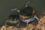 Po dešti bylo možné v nádržích vidět společně několik druhů žab.  Parosnička nádherná (Kaloula pulchra, vpravo) a ropucha jihoasijská  (Duttaphrynus melanostictus, vlevo). Foto D. Jablonski