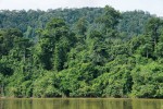Okolí řeky Tembeling, která tvoří jižní hranici parku, je domovem varanů  malajských nebo krajt mřížkovaných (Python reticulatus). Foto D. Jablonski