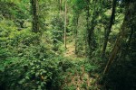 Řidší partie primárního lesa obývali hadi rodu Ptyas, ale též scinkové rodu Eutropis a dráčkové rodu Draco. Foto D. Jablonski