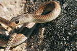 Užovka Ptyas korros patří mezi  nejběžnější denní hady kontinentální Malajsie. Foto D. Jablonski