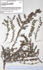 Holotyp tavolníku Spiraea adiantoides popsaného autorem článku v r. 2011 jako nový druh. Dříve se vztahoval ke jménu S. compsophylla, které se ukázalo být synonymem S. calcicola, velmi odlišného druhu rostoucího na jiných biotopech  ve stejné oblasti jihozápadní Číny. Foto R. Businský
