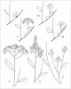 Schéma základních forem květenství tavolníků používané po celou historii klasifikace rodu do skupin (obvykle sekcí), jejichž vymezení není přirozené a vždy v souladu s příbuzenskými vztahy.  Jednoduchá květenství: okoličnaté svazky odpovídající sekci Sciadantha (1), chocholičnaté hrozny (2a) až zhuštěné chocholíky (2b) odpovídající sekci Chamaedryon; složená květenství: složené chocholíky odpovídající sekci Calospira (3 a 4), složené laty odpovídající sekci Spiraea (5), květenství křížence S. ×micro­thyrsa (6; podrobněji v druhém dílu  článku) mezi morfologicky nejvzdálenějšími rodiči s chocholičnatými hrozny a složenými latami (2a a 5). Orig. L. Businská