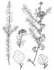 První publikovaná a patrně dosud jediná ilustrace Spiraea tarokoensis, nejvzácnějšího a možná nejohroženějšího tavolníku na světě, endemického v oblasti  nad východním pobřežím Tchaj-wanu (Businský 2011). Podle sběru autora z r. 1991 a část detailů podle typové položky z r. 1917. Orig. L. Businská