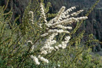 Spiraea schneideriana je typickou ukázkou druhu vytvářejícího přechodné formy květenství od jednoduchých  chocholíků po složené, kde jednoduchá forma byla považována za samostatný druh pojmenovaný S. myrtilloides.  Na snímku přechodná forma z pohraničí S-čchuanu a vnitřního Tibetu u obce Dege, 3 700 m n. m. Foto R. Businský