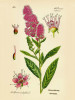 Tavolník vrbolistý (Spiraea salicifolia) byl dobře znám a malován na barevných tabulích botanických publikací již v 19. století pro svou atraktivní barvu květů. Byl prvním druhem rodu popsaným Carlem Linéem r. 1753 a jako jediný původní evropský druh nemá bílou barvu květů. Orig.: Flora von Deutschland, Österreich und der Schweiz (Otto Wilhelm Thomé 1885)