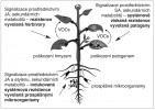 Obrana proti patogenům a herbivorům je řízena VOCs a hormonálními signálními drahami. JA – kyselina jasmonová, SA – kyselina salicylová. Podle L. Burketové a dalších zdrojů, kreslila R. Bošková 