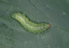 Housenka zápředníčka polního (Plutella xylostella), významného herbivorního škůdce brukvovitých rostlin (Brassicaceae). Foto: Laboratoř patofyziologie rostlin, Ústav experimentální botaniky Akademie věd ČR 