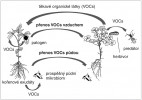 Těkavé signály (VOCs) řídí komunikaci mezi rostlinami, patogeny, herbivory, predátory a mikrobiomem. VOCs – volatile organic compounds (těkavé organické látky). Podle L. Burketové a dalších zdrojů, kreslila R. Bošková 