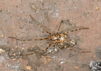 Samice temnomila sklepního (Nesticus cellulanus), který se stal evropským  pavoukem roku 2024. Jde o jednoho  z nejnápadnějších tvorů našich jeskyň. Foto O. Machač
