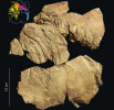 Hrudní část malého kopytníka rodu Propalaeotherium (vzorek Pa 24, Národní muzeum Praha). Zachovány jsou poslední tři hrudní obratle, pět bederních, kyčelní kost a několik žeber. Foto B. Ekrt