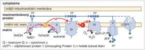 Schéma dýchacího řetězce s ATP syntázou a UCP1. Při oxidaci živin jsou elek trony (e–) předávány komplexům dýchacího řetězce buď přímo (např. ze sukcinátu na komplex II), nebo prostřednictvím redukovaného elektronového přenašeče NADH. Při průchodu elektronů dýchacím řetězcem směrem ke komplexu IV a ke konečnému akceptoru (kyslíku) dochází k translokaci kationtů vodíku (H+) z mitochondriální matrix do mezimembránového prostoru. Tím vzniká elektrochemický gradient, který pak pohání syntézu ATP komplexem ATP syntázy. V hnědé tukové tkáni mohou H+ ionty pronikat zpět do mi tochondriální matrix také prostřednictvím aktivovaného UCP1. Tímto způsobem do chází v hnědé tukové tkáni k odpřažení oxidace živin od produkce ATP, takže aktivita ATP syntázy již nelimituje činnost dý chacího řetězce a metabolický obrat se tak maximalizuje. Upraveno podle: R. Zhou- -Zhao a kol. (2019), P. Zouhar (Živa 2020, 4: LXXXIX–XC), orig. R. Bošková