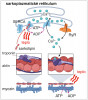 Mechanismus třesové a předpokládané netřesové termogeneze ve svalu. Svalový stah je způsoben posunováním myozinových a aktinových filament za využití energie uvolněné rozkladem ATP na ADP. Část energie uniká jako teplo. Svalový stah je zahájen obnažením vazebných míst pro myozin na aktinovém filamentu. Ta jsou v klidovém stavu kryta proteinovým komplexem, jehož důležitou složkou je troponin vážící vápník (Ca2+). Stah nastává, pokud se na troponin váže Ca2+, jehož hladina v cytoplazmě je regulována výlevem ze sarkoplazmatického retikula skrze ryadoninový receptor RyR a zpětným odčerpáváním Ca2+ pumpou SERCA (Sarco-En doplasmic Reticulum Calcium ATPase), která rovněž spotřebovává ATP. Na SERCA se může vázat malý protein sarkolipin, blokující čerpání Ca2+, ale nebrzdící rozklad ATP. Veškerá energie ATP se tak při vazbě sarkolipinu uvolňuje jako teplo. Vytvořeno v Biorenderu (https://BioRender.com/n08m588). Orig. J. Kopecký (2025)