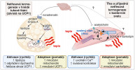 Termogeneze ve svalu a v hnědém tuku. V hnědém tuku spouští výlev nor adrenalinu signalizační kaskádu vedoucí k okamžité aktivaci existujícího UCP1. Při dlouhodobějším působení noradrenalinu (typicky při adaptaci na chlad) pomalu narůstá termogenní kapacita skrze zvýšenou produkci UCP1. V kosterním svalu je okamžitý stah spouštěn výlevem acetylcholinu, který způsobuje uvolnění Ca2+ ze sarkoplazmatického retikula do cytoplazmy. Další teplo se uvolňuje při vazbě sarkolipinu na Ca2+ pumpu SERCA (viz obr. 4). Je možné, že pomalejší regulace množství sarkolipinu během chladové adaptace navíc moduluje svalovou kontraktilitu a celkovou produkci tepla. Upraveno podle: K. Bardová a kol. (2024)