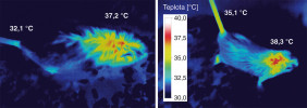 Infračervené snímky obnažené kůže myší po podání kontrolního roztoku (obr. vlevo) a roztoku fibroblastového růstového faktoru 21 (FGF21, obr. vpravo). Protože FGF21 silně stimuluje odpřahovací protein 1 (UCP1), má myš po podání FGF21 jednak výrazně zvýšenou teplotu mezilopatkové oblasti, kde se nachází největší depo hnědé tukové tkáně, jednak vyšší teplotu ocasu, kterým je odváděno přebytečné teplo (viz srovnání vyznačených teplot v obr. vlevo a vpravo). Blíže v textu a podrobněji viz čtveřice snímků na konci obrazové galerie. Upraveno podle: S. Stanic a kol. (2024)