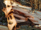 Žír larev tesaříků pižmových působí jak technické, tak fyziologické poškození napadených dřevin. Po opakovaném a dlouholetém žíru dochází až k úhynu stromu, silně napadené části se mohou lámat větrem. Někdy je tedy tento brouk považován za hospodářského škůdce, přestože je ohrožený. Foto P. Kabátek