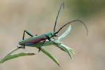 Mezi nejčastější barevné formy tesaříka pižmového (Aromia moschata) patří v našich podmínkách jedinci se zeleným nebo fialovým zbarvením. U některých exemplářů se však lze setkat s plynulým přechodem těchto barev. Foto D. Rydzi