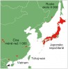 V původním areálu se sikům daří pouze v Japonsku – na kontinentě  přežívá v několika menších izolovaných populacích v Číně, Rusku a možná  ještě ve Vietnamu. Na Tchaj-wan byl reintrodukován. Orig. P. Pipek,  upraveno podle: Červený seznam  ohrožených druhů IUCN (2015)