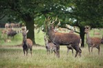 Sika (Cervus nippon) je menší  než jelen evropský (C. elaphus) a má  i drobnější paroží. Přesto je oblíbeným trofejovým zvířetem. Foto L. Bartoš