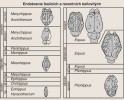 Souborná ilustrace endokraniálních výlitků fosilních koní a jejich časového zařazení z monografie T. Edingerové  Evolution of the Horse Brain (1948)