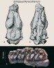 Detailní endokraniální výlitky fosilních koní ze severoamerických třetihor a čtvrtohor z téže monografie T. Edingerové (1948). V dolní části obrázku jsou doplněny fosilní doklady chrupu obdobných rodů z evropských nalezišť  ze sbírek muzeí v Mnichově – spodnoeocenní rod Eohippus/Hyracotherium (a – shora,  b – zespodu); c – horní levé zuby P4 až M3 rodu Lophiotherium (eocén, Francie) mají ještě nízké hrbolové korunky dokládající všežravý (omnivorní) typ savce. Foto O. Fejfar