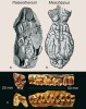 Detailní endokraniální výlitky fosilních koní ze severoamerických  třetihor a čtvrtohor z téže monografie  T. Edingerové (1948). V dolní části obrázku jsou doplněny fosilní doklady chrupu obdobných rodů z evropských nalezišť  ze sbírek muzeí v Mnichově – oligocenní rody: a, c – Palaeo­therium (Evropa), nejstarší známé  vyobrazení endokrania (G. Cuvier, 1825), b – Mesohippus (Severní Amerika), pohledy shora; c – horní levé zuby M2 (vlevo) a P3 až M3 (vpravo) rodu  Palaeotherium (spodní oligocén, Německo) mají nízké korunky, avšak již s prvotní lofodontní (přeměnou korunek na  hřebeny) lištovou stavbou dokládající  listožravý (foliovorní) typ býložravce. Foto O. Fejfar
