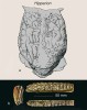 Detailní endokraniální výlitky fosilních koní ze severoamerických  třetihor a čtvrtohor z téže monografie  T. Edingerové (1948). V dolní části obrázků jsou doplněny fosilní doklady chrupu obdobných rodů z evropských nalezišť  ze sbírek muzea v Basileji – endokranium svrchnomiocenního rodu Hipparion, a – shora; b – oklusální pohledy na horní a spodní úplný chrup (p1–3 až m1–3, P1–3 až M1–3)  ze svrchního miocénu řeckého ostrova Samos, vlevo: boční pohled na středně vysokou (mezodontní) horní stoličku dokládající již první trávožravý (graminivorní) typ býložravce. Foto O. Fejfar