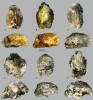 Zkamenělé výlitky mozkoven  velkých savců z lokality Gánovce-Hrádok na Slovensku. A až C – kůň Equus sp., D – zástupce turovitých kopytníků  (Bovidae), E a F – medvěd z druhového komplexu medvěda jeskynního  (Ursus spelaeus). Pohledy shora  (F pohled zespodu) a zboku.  Foto M. Sabol (A–F)