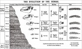Přehled vývoje koní v pojetí  H. F. Osborna (1918) od spodního eocénu do současnosti (interval 55 milionů let) se ocitl ve všech učebnicích a naučných textech. Osborn pokládal podobně jako dříve O. Ch. Marsh vývoj koní za přímou a jednoduchou linii bez postranních  větví (totéž se týkalo i vývoje mozku). Tomuto pojetí oponoval G. G. Simpson, např. v díle Horses (1951). Vývoj koní byl podle něho složitější s řadou slepých linií, komplikovaný intenzivními migracemi mezi kontinenty.